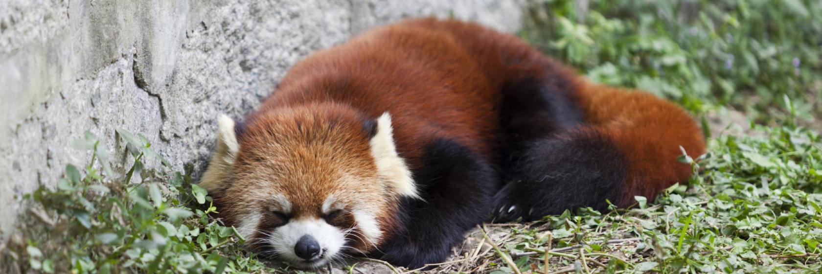 Zoo des animaux sauvages de Shanghai